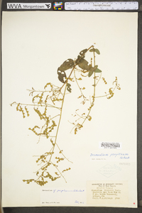 Desmodium perplexum image