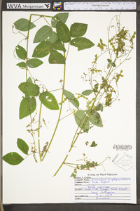 Desmodium perplexum image