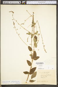 Desmodium perplexum image