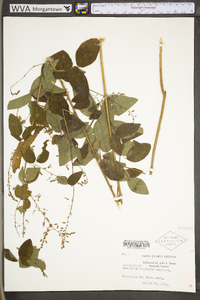 Desmodium perplexum image