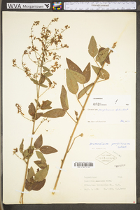 Desmodium perplexum image