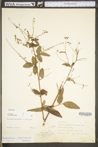 Desmodium perplexum image