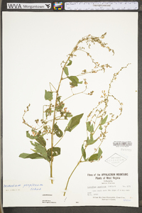 Desmodium perplexum image