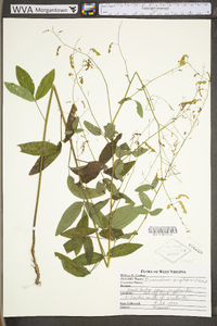 Desmodium perplexum image