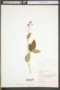 Desmodium perplexum image