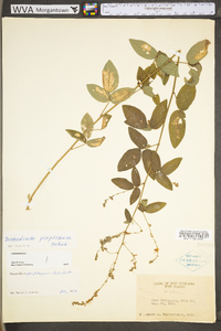 Desmodium perplexum image