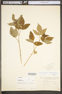 Desmodium perplexum image