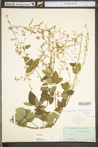 Desmodium perplexum image