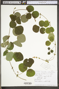 Desmodium rotundifolium image