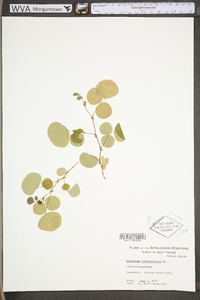 Desmodium rotundifolium image