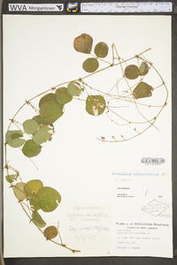 Desmodium rotundifolium image