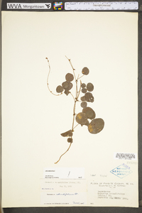 Desmodium rotundifolium image