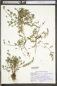 Kummerowia stipulacea image