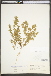 Kummerowia stipulacea image