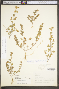 Kummerowia stipulacea image