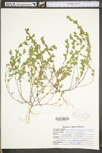 Kummerowia stipulacea image