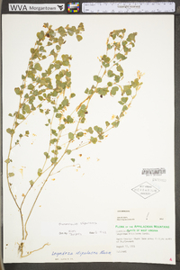 Kummerowia stipulacea image