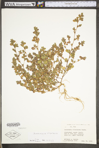 Kummerowia stipulacea image