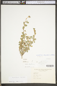 Kummerowia stipulacea image