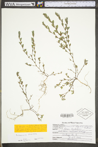 Kummerowia stipulacea image