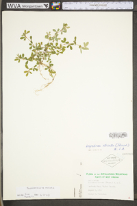 Kummerowia striata image