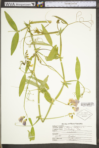 Lathyrus latifolius image