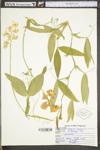 Lathyrus latifolius image