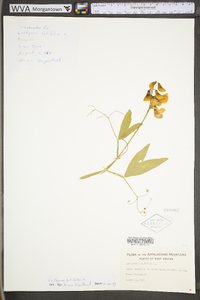 Lathyrus latifolius image