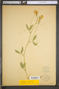 Lathyrus odoratus image