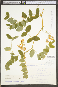 Lathyrus venosus image