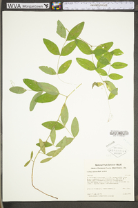 Lathyrus venosus image