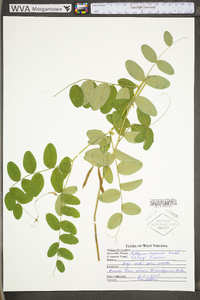 Lathyrus venosus image