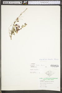 Lespedeza bicolor image