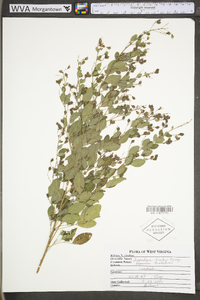 Lespedeza bicolor image