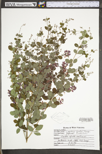 Lespedeza bicolor image