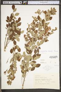 Lespedeza bicolor image