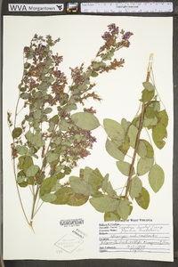 Lespedeza bicolor image