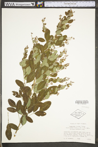 Lespedeza bicolor image