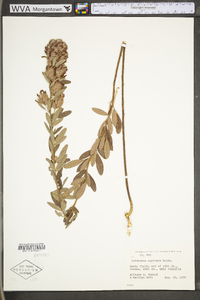 Lespedeza capitata image