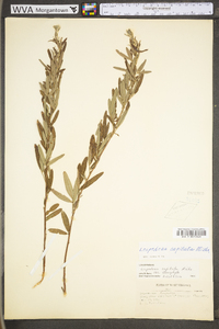 Lespedeza capitata image