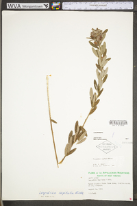 Lespedeza capitata image