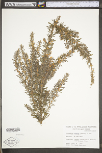 Lespedeza cuneata image