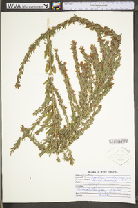 Lespedeza cuneata image