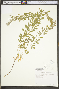 Lespedeza cuneata image