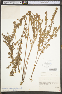 Lespedeza cuneata image