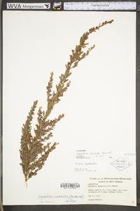 Lespedeza cuneata image