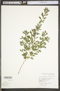 Lespedeza cuneata image