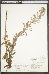 Lespedeza cuneata image