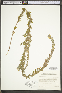 Lespedeza cuneata image