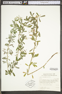 Lespedeza cuneata image